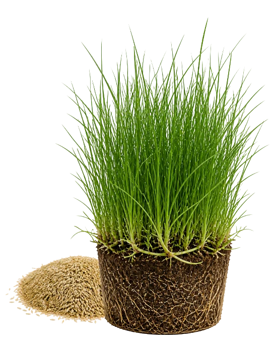 Agrostis Stolonifera çim bitkisi — kök yapısı ve tohumları