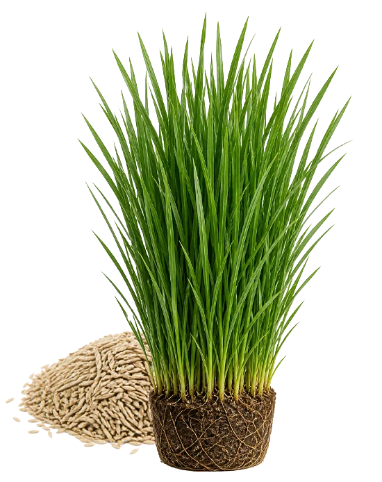 Festuca Arundinacea çim bitkisi — derin kök yapısı ve tohumları