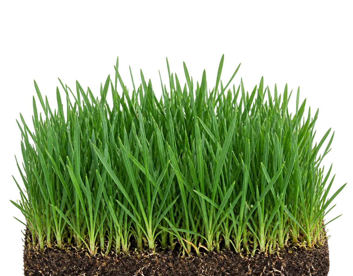 Festuca Arundinacea çim örtüsü — koyu yeşil yoğun yapı