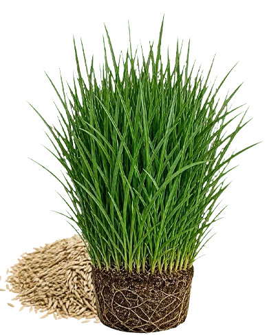 Poa Pratensis çim bitkisi — kök yapısı ve tohumları