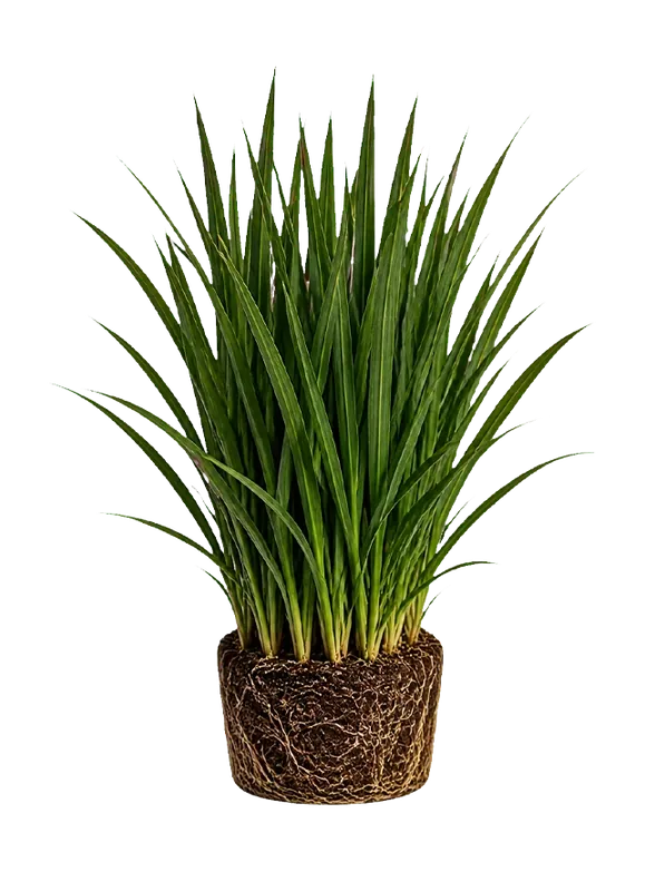 Festuca Arundinacea çim türü — kök yapısıyla birlikte